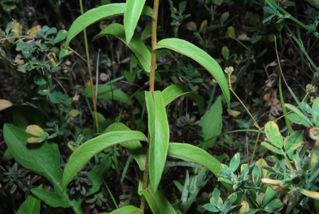 Inula salicina